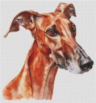 (image for) Red Greyhound